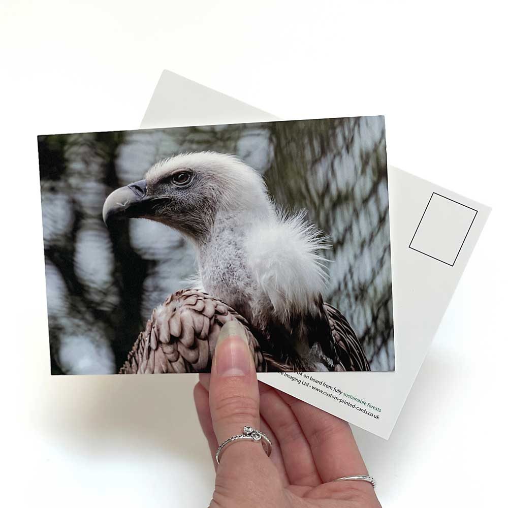 A photographic vulture postcard showing the printed reverse